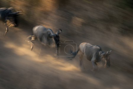 Slow pan of wildebeest galloping down riverbank