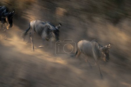 Slow pan of wildebeest galloping in dust