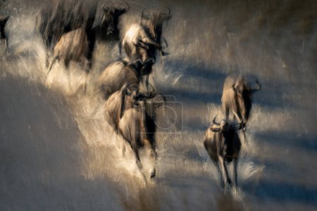 Photo for Slow pan of wildebeest galloping through river - Royalty Free Image