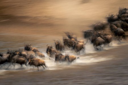 Slow pan of wildebeest herd crossing Mara