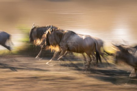 Slow pan of wildebeest racing along riverbank