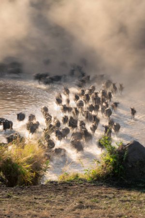 Slow pan of wildebeest racing across river