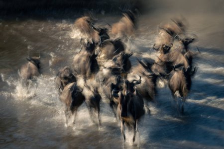 Slow pan of wildebeest racing through river