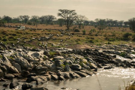 Slow pan of wildebeest traversing rocky shallows
