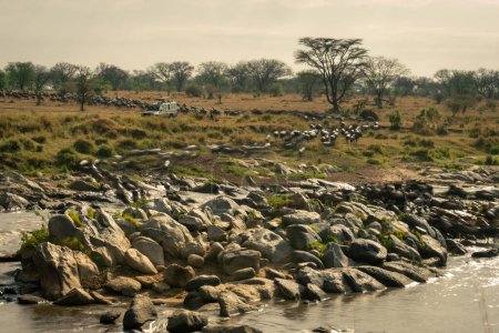 Slow pan of wildebeest traversing rocky river