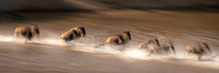 Photo for Slow pan panorama of six blue wildebeest - Royalty Free Image
