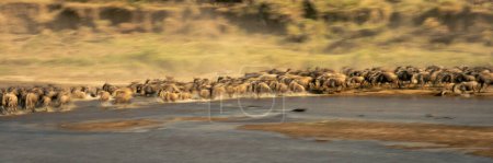 Téléchargez les photos : Panorama panoramique lent de gnous et de zèbres - en image libre de droit