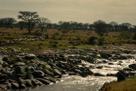 Casserole lente de gnous traversant un ruisseau rocheux