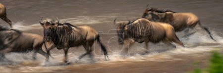 Slow pan panorama of wildebeest exiting river