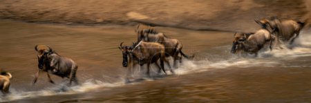 Slow pan panorama of wildebeest river crossing