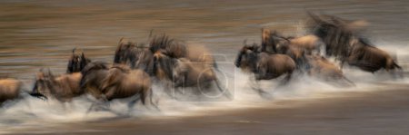 Slow pan panorama of wildebeest Mara crossing