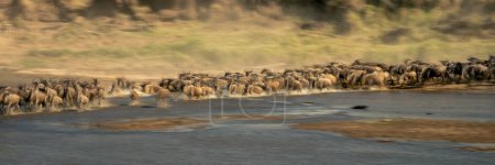 Slow pan panorama of wildebeests and zebras