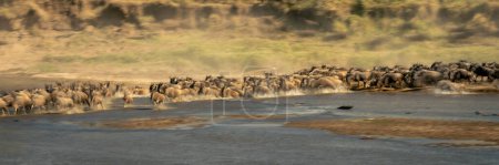 Panorama lento de cebras y ñus