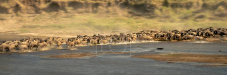 Panorama lento de cebra y ñus