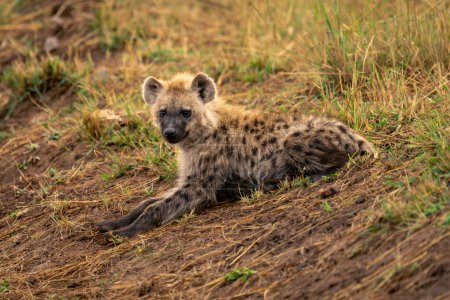 Spotted hyena lies on bank eyeing camera