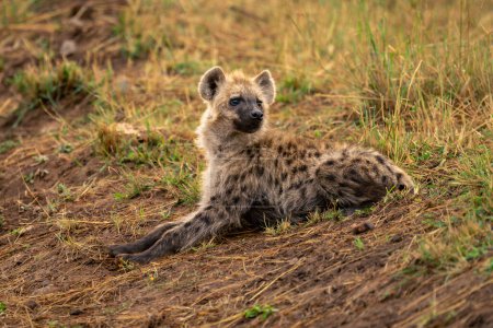 Spotted hyena lies on bank lifting head