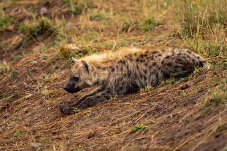 Gefleckte Hyäne liegt senkrecht am Ufer