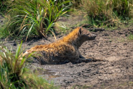 Spotted hyena lies on riverbank in mud