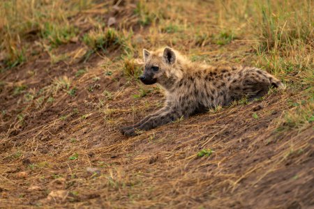 Spotted hyena lies on bank staring ahead