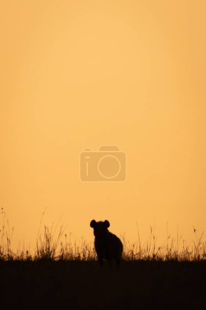 Spotted hyena silhouetted on horizon at dawn