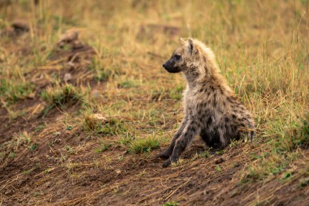 Spotted hyena sits on bank staring ahead