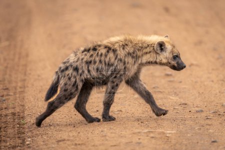 Gefleckte Hyäne hebt Pfote, die über Gleise läuft