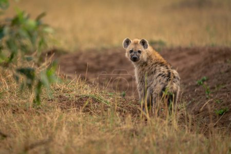 Spotted hyena stands in ditch looking back