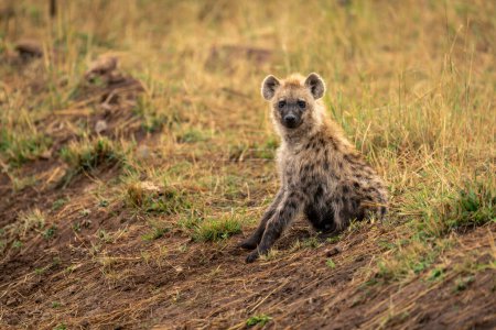 Gefleckte Hyäne sitzt auf Bank und beobachtet Kamera