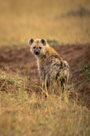Spotted hyena stands looking back from ditch