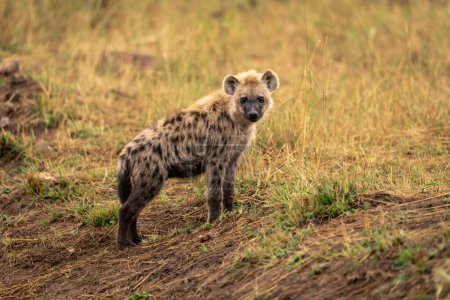 Gefleckte Hyäne steht auf Überwachungskamera am Ufer