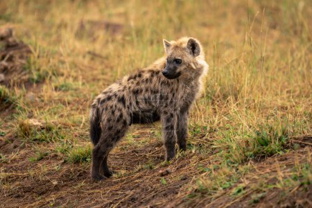 Spotted hyena stands on bank looking back