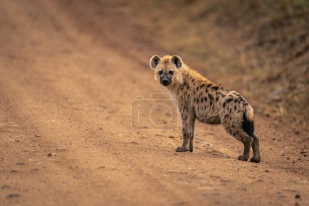 Spotted hyena stands on track watching camera