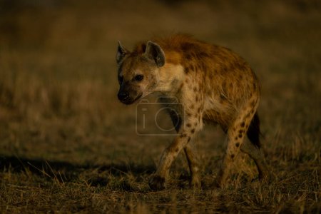 Gefleckte Hyäne wandert im Morgengrauen durch Savanne