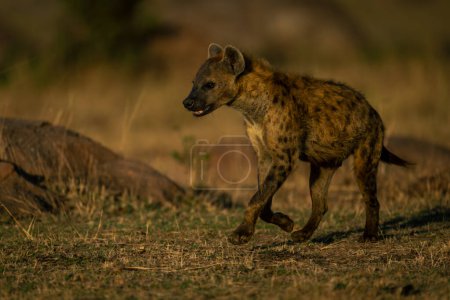 Spotted hyena with catchlight runs across savannah
