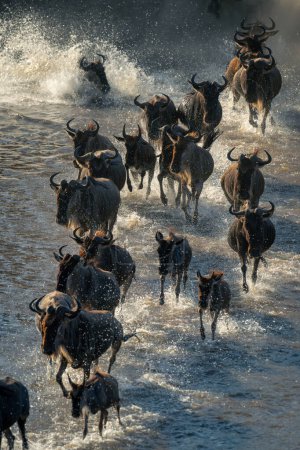 Stream of blue wildebeest galloping across stream