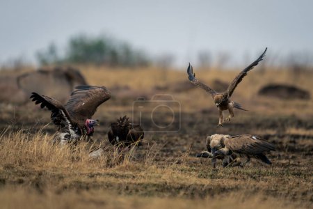 Tawny eagle approaching lappet-faced and white-backed vultures