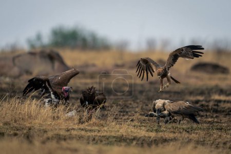 Tawny eagle approaches white-backed and lappet-faced vultures