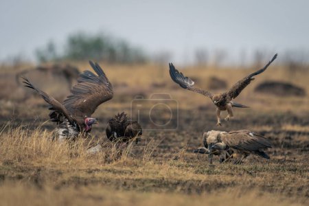 Tawny eagle approaches lappet-faced and white-backed vultures