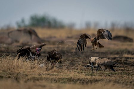 Tawny eagle approaching white-backed and lappet-faced vultures