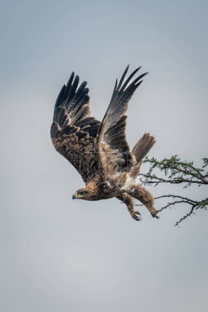 Tawny eagle dives from branch of thornbush