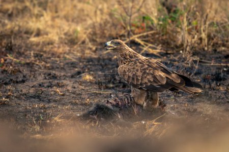 Tawny eagle feeds on carcase in savannah