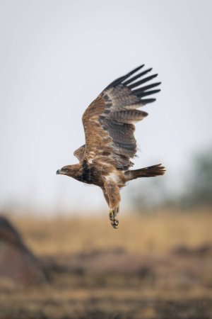 Tawny eagle flies over savannah lifting wings