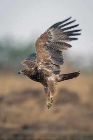 Tawny eagle flies over savannah raising wings