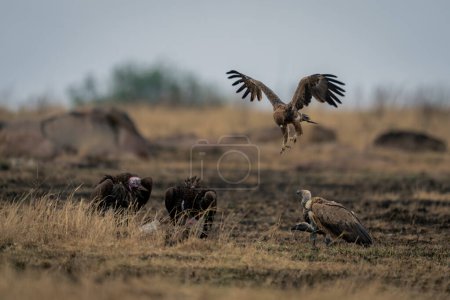 Tawny eagle flies over vultures eating carcase