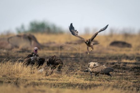 Tawny eagle flies over vultures with carcase