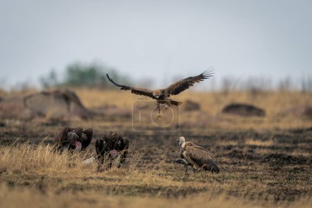 Tawny eagle glides over vultures eating carcase