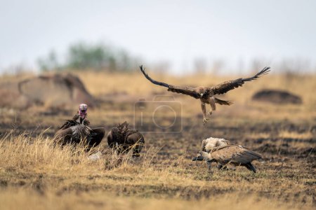 Tawny eagle flies over vultures with kill