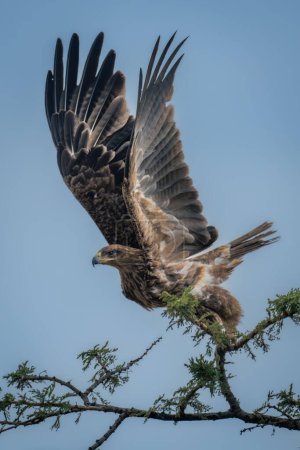 Tawny eagle lifts wings before taking off