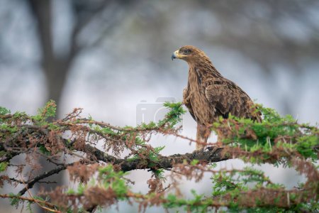 Tawny eagle in profile on thornbush branch