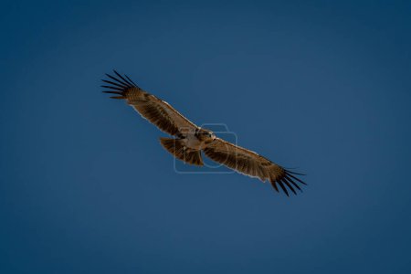 Tawny eagle glides through deep blue sky